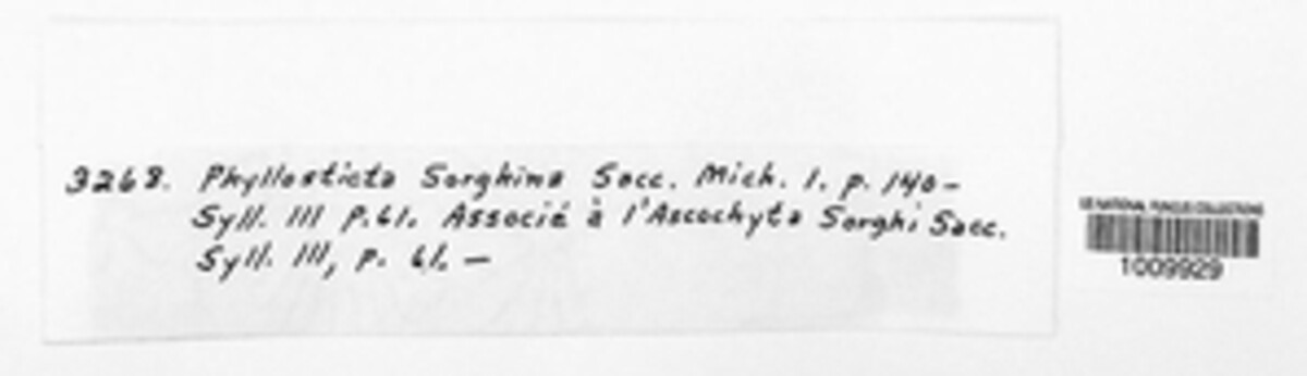 Epicoccum sorghinum image